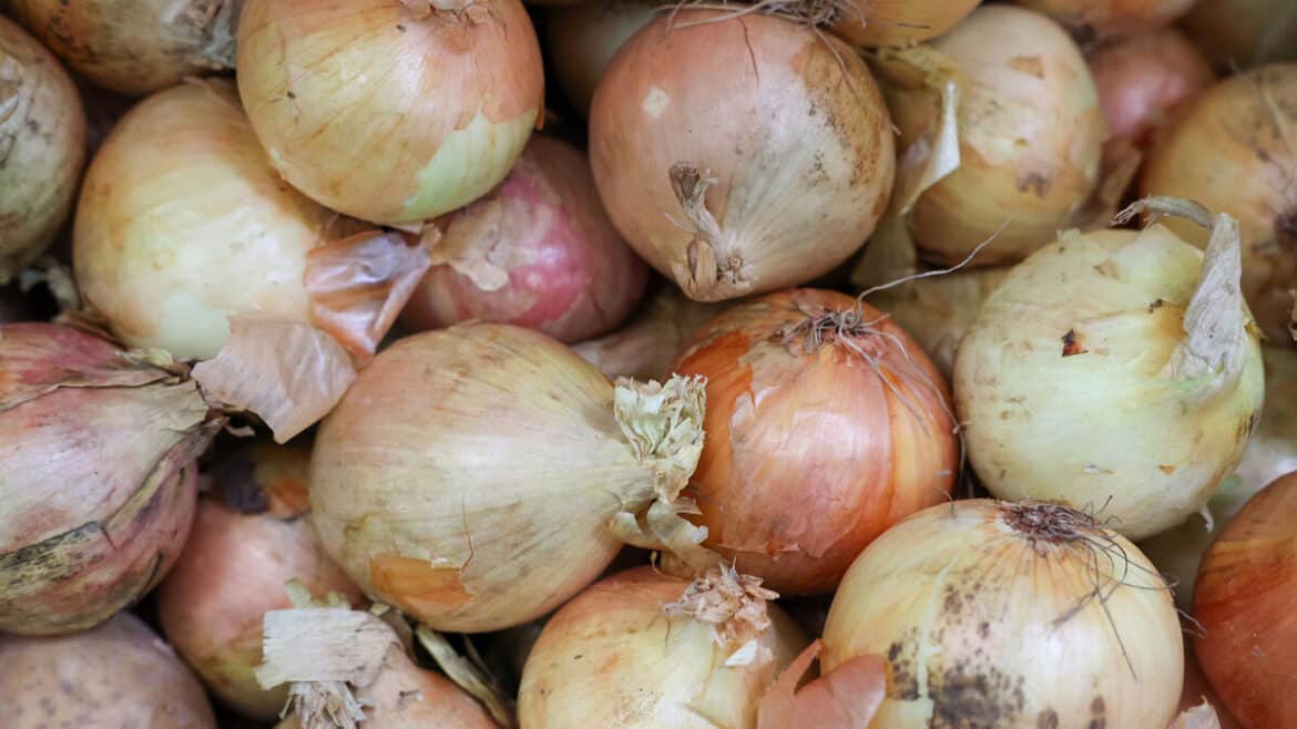 Deux grenades détonantes cachées dans des oignons provenant des Pays-Bas