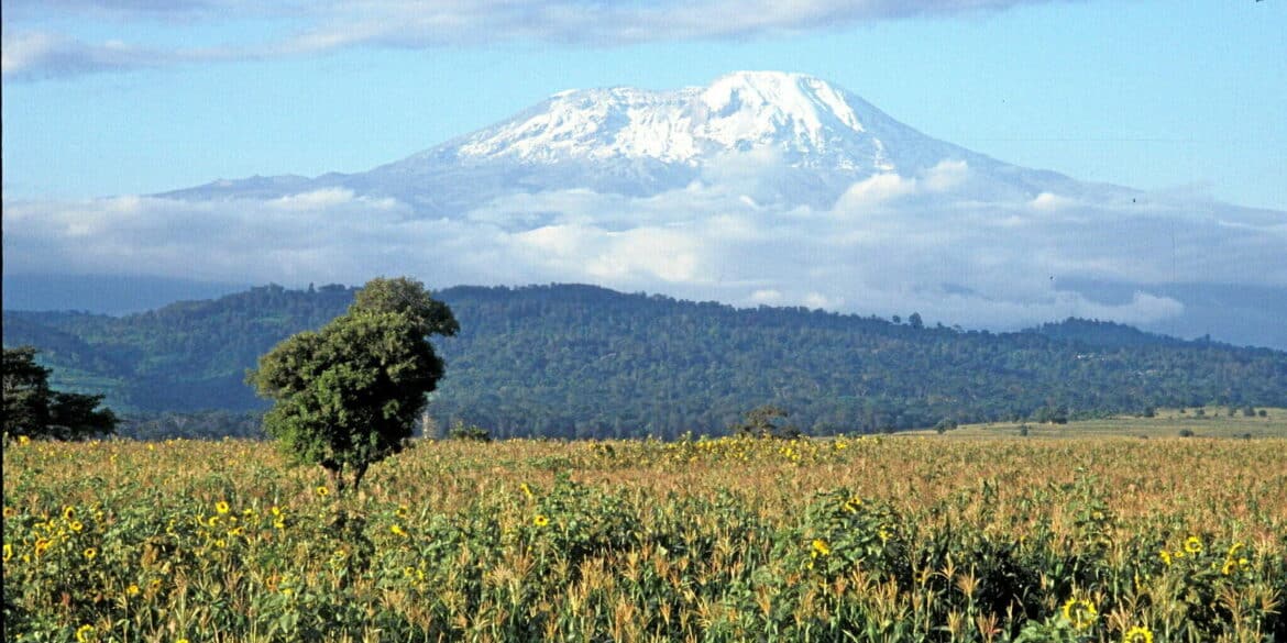 Impact Humain sur le Kilimandjaro : Un Siècle de Dégradation Écologique