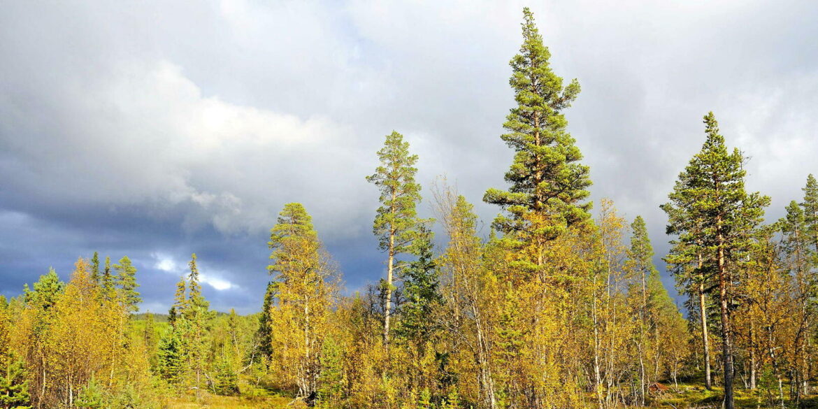 Les forêts européennes : un réservoir insoupçonné de CO2