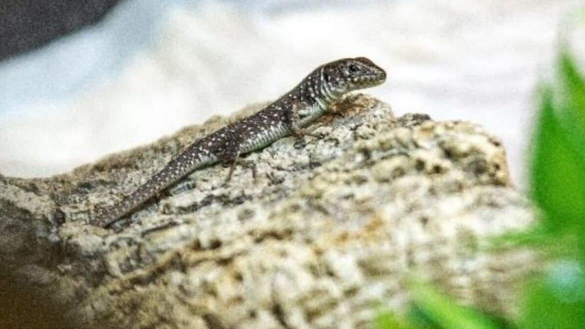 Un Voyage Serpentin : L'Arrestation d'un Homme aux Reptiles Interdits à Paris