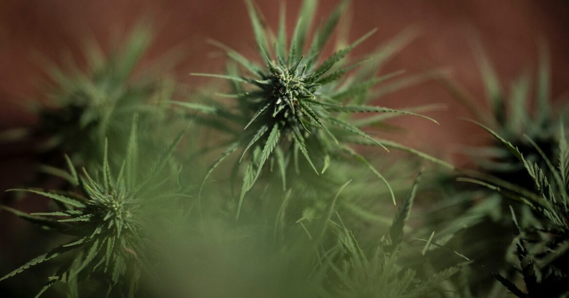 Espagne : Une Révolution Médicale avec la Légalisation du Cannabis