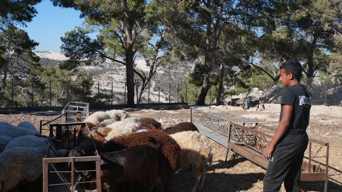 « Conflit en Cisjordanie : les Bédouins résistent à l'avancée des bulldozers de la colonie E1 »