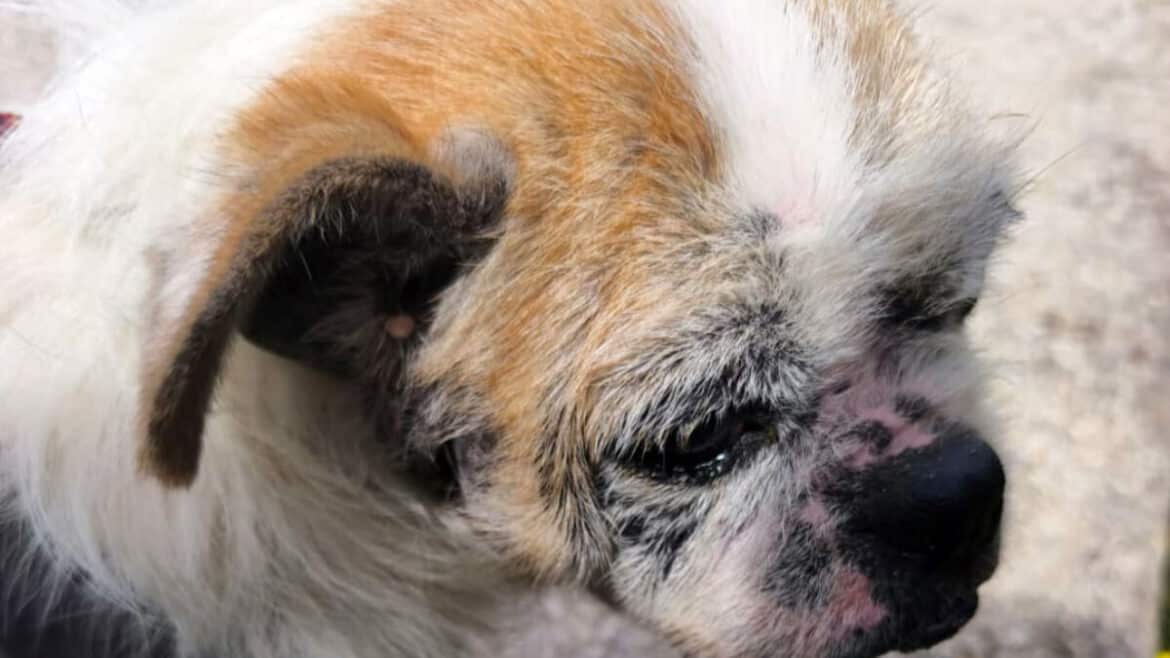 Châtiment pour cruauté : 2000 euros d'amende après l'affaire Mabrouk