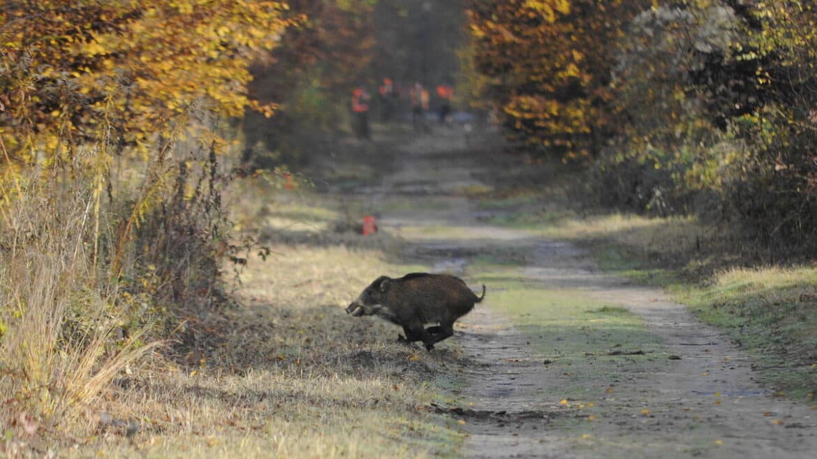 Un sanglier s'introduit dans une jardinerie, provoquant l'évacuation inattendue du magasin.