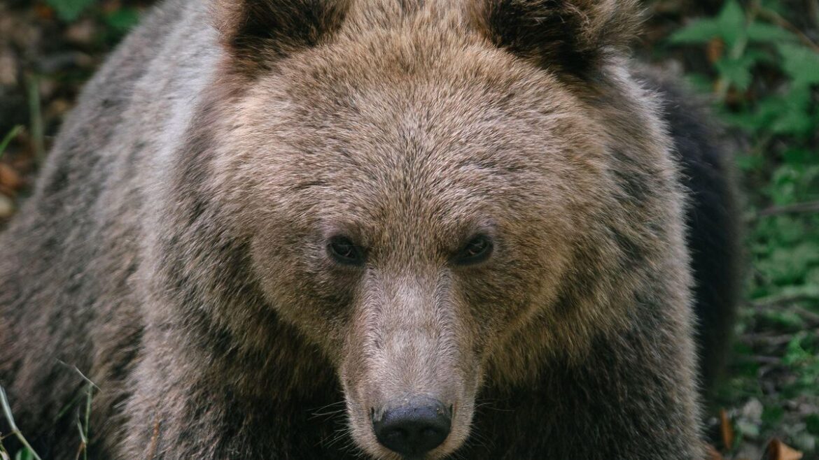 Attack by Bear in Canada Leaves Eleven Students Injured, Two Critically